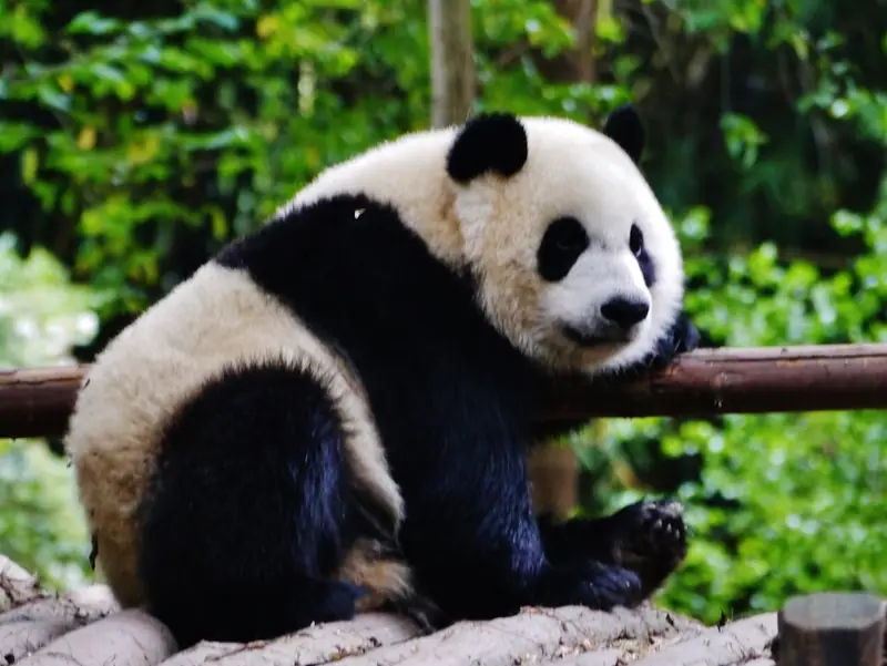 Chengdu Research Base of Giant Panda Breeding