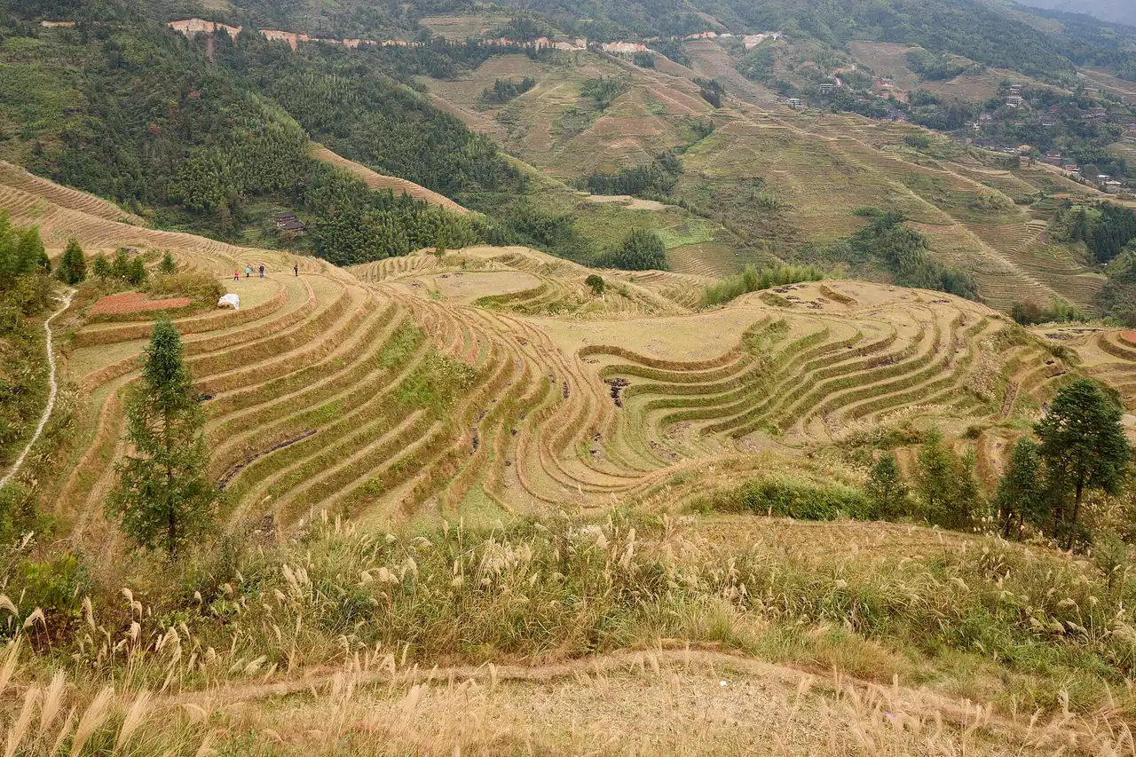 Longji Rice Terraces