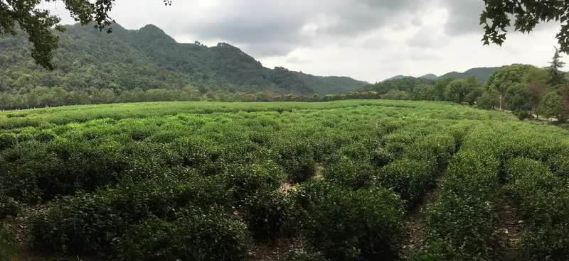 Bảo tàng Trà Quốc gia Trung Quốc