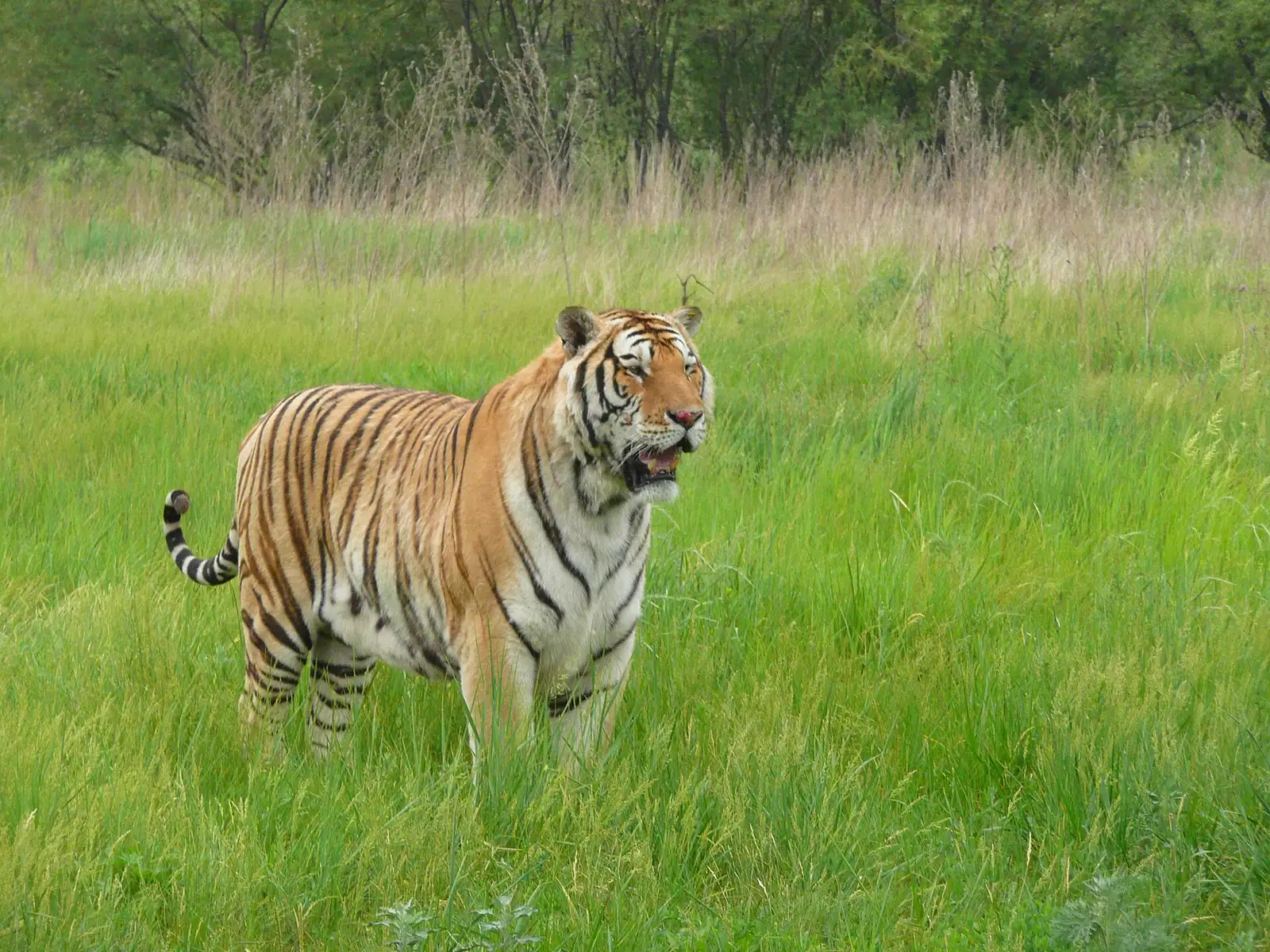 Siberian Tiger Park